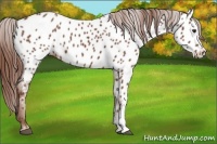 Horse Color:Chestnut Appaloosa 