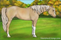 Horse Color:Palomino 