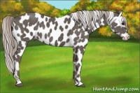 Horse Color:Silver Black Leopard