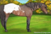 Horse Color:Brown Appaloosa 