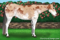 Horse Color:White Spotted Bay Splash  and White Spotted Amber Champagne Splash 