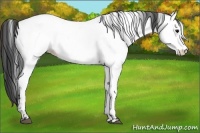 Horse Color:Brown Appaloosa