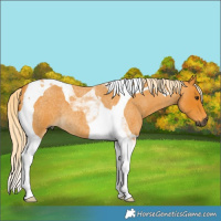 Horse Color:Gray Palomino Roan Tobiano