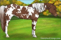 Horse Color:White Spotted Chestnut Appaloosa 