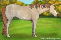 Horse Color:Gold Champagne Ice Frame