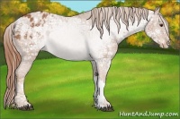 Horse Color:Chestnut Ice Appaloosa 