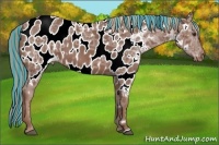 Horse Color:Painted Chestnut Ice Appaloosa 