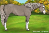 Horse Color:Silver Grullo Splash