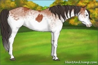 Horse Color:White Spotted Bay Splash  and White Spotted Bay Splash 