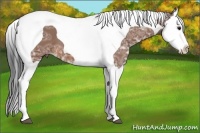 Horse Color:Bay Ice Splash Tobiano