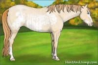 Horse Color:Buckskin Roan Pearl  and Buckskin Roan Pearl Frame 