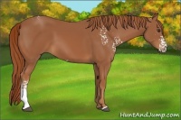 Horse Color:White Spotted Chestnut 