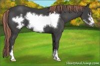 Horse Color:Painted Smoky Black Sabino Frame