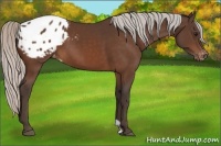 Horse Color:Silver Bay Appaloosa 