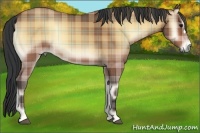 Horse Color:Plaid  Buckskin Onyx 