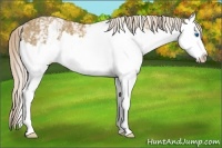Horse Color:White Spotted Palomino Splash