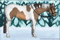 Horse Color:Buckskin Tobiano 