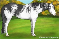Horse Color:White Spotted Smoky Black 