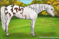 Horse Color:Silver Bay Appaloosa 