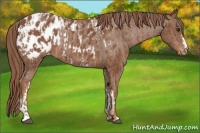 Horse Color:Chestnut Appaloosa  and Chestnut Appaloosa 