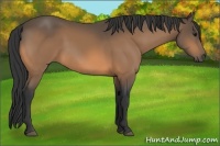 Horse Color:Buckskin 