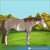 Horse Color:White Spotted Chocolate Buckskin Dun  and White Spotted Chocolate Grullo 
