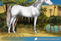 Horse Color:Brown Splash Appaloosa