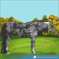 Horse Color:Black Ice 