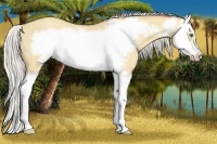 Horse Color:Silver Classic Champagne Dun Splash Frame 