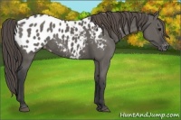 Horse Color:Grullo Appaloosa 