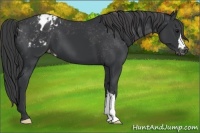 Horse Color:Black Appaloosa