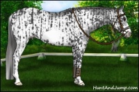 Horse Color:Black Frame  and Black Splash Frame Appaloosa 