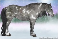 Horse Color:White Spotted Grullo Ice Sabino