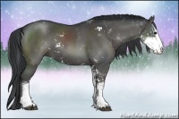 Horse Color:Black Sabino Rabicano 