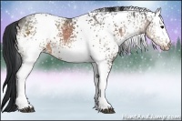 Horse Color:White Spotted Brown Ice 