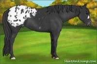 Horse Color:Black Appaloosa 