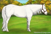 Horse Color:Cremello Dun