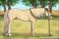 Horse Color:Gold Cream Champagne Dun 