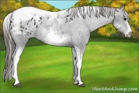 Horse Color:White Spotted Black Splash Tobiano Frame Appaloosa