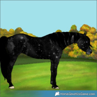 Horse Color:ERROR: UNKNOWN ANOMALY