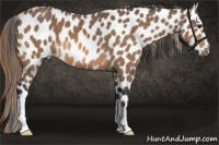 Horse Color:Buckskin Appaloosa