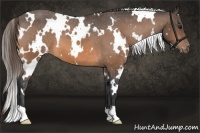 Horse Color:White Spotted Buckskin Appaloosa 