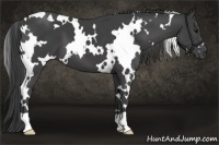 Horse Color:White Spotted Smoky Black