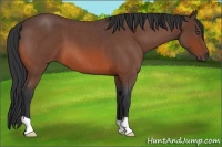 Horse Color:Bay Roan