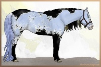 Horse Color:Watercolor White Spotted Chocolate Palomino Dun Tobiano Rabicano 