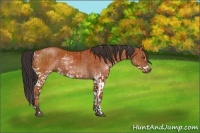 Horse Color:White Spotted Bay Splash  and White Spotted Bay Splash 