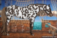Horse Color:Liver Chestnut Appaloosa