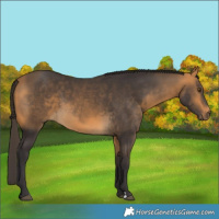 Horse Color:Buckskin 