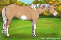 Horse Color:Silver Bay Dun Sabino Tobiano Frame Rabicano 