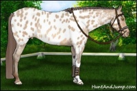 Horse Color:Amber Champagne Roan Near Leopard Rabicano 